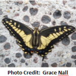 Butterfly 2